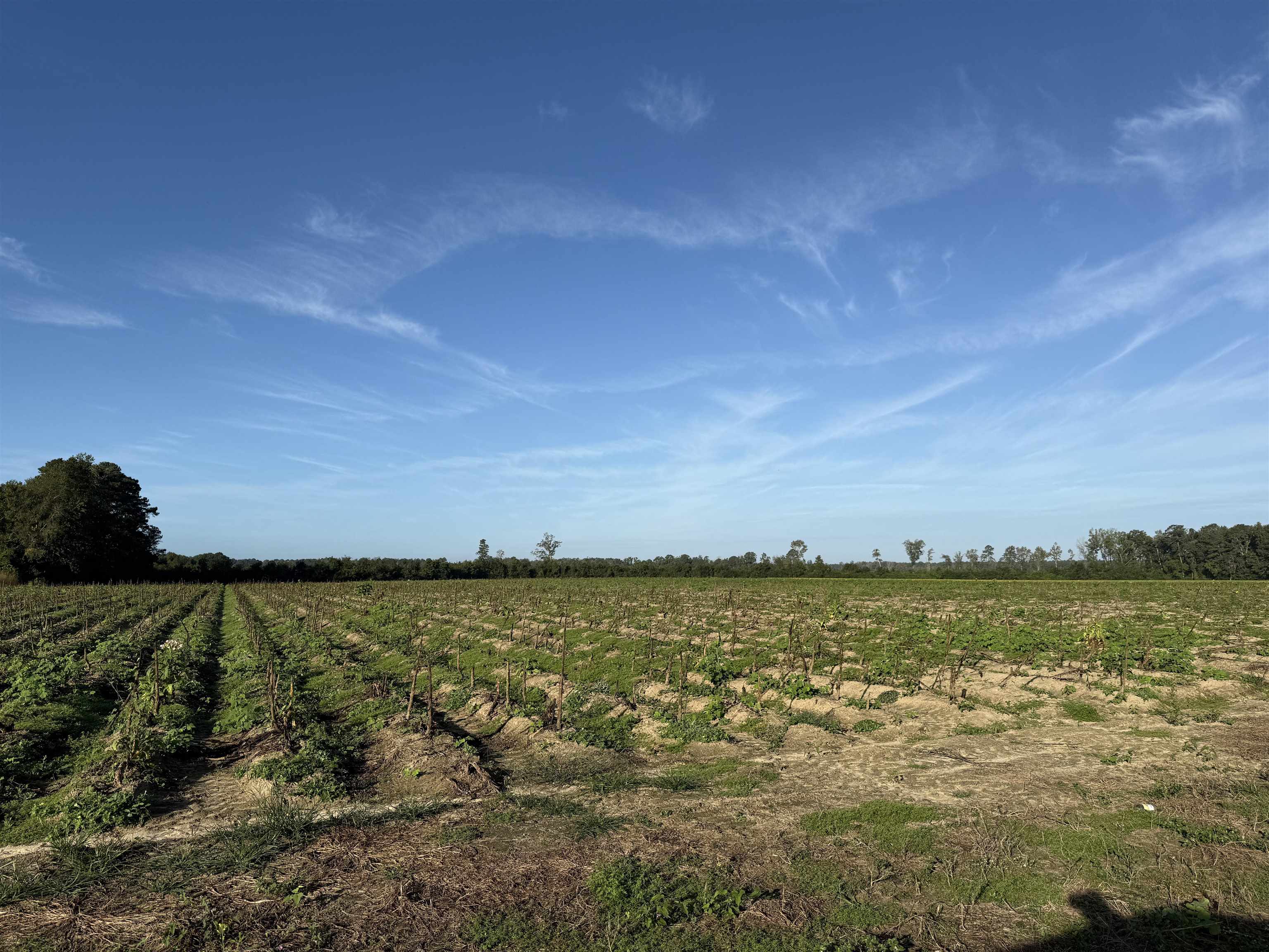 22-acres-tbd Baxley Road Hemingway, SC 29554 - Photo 19 of 20
