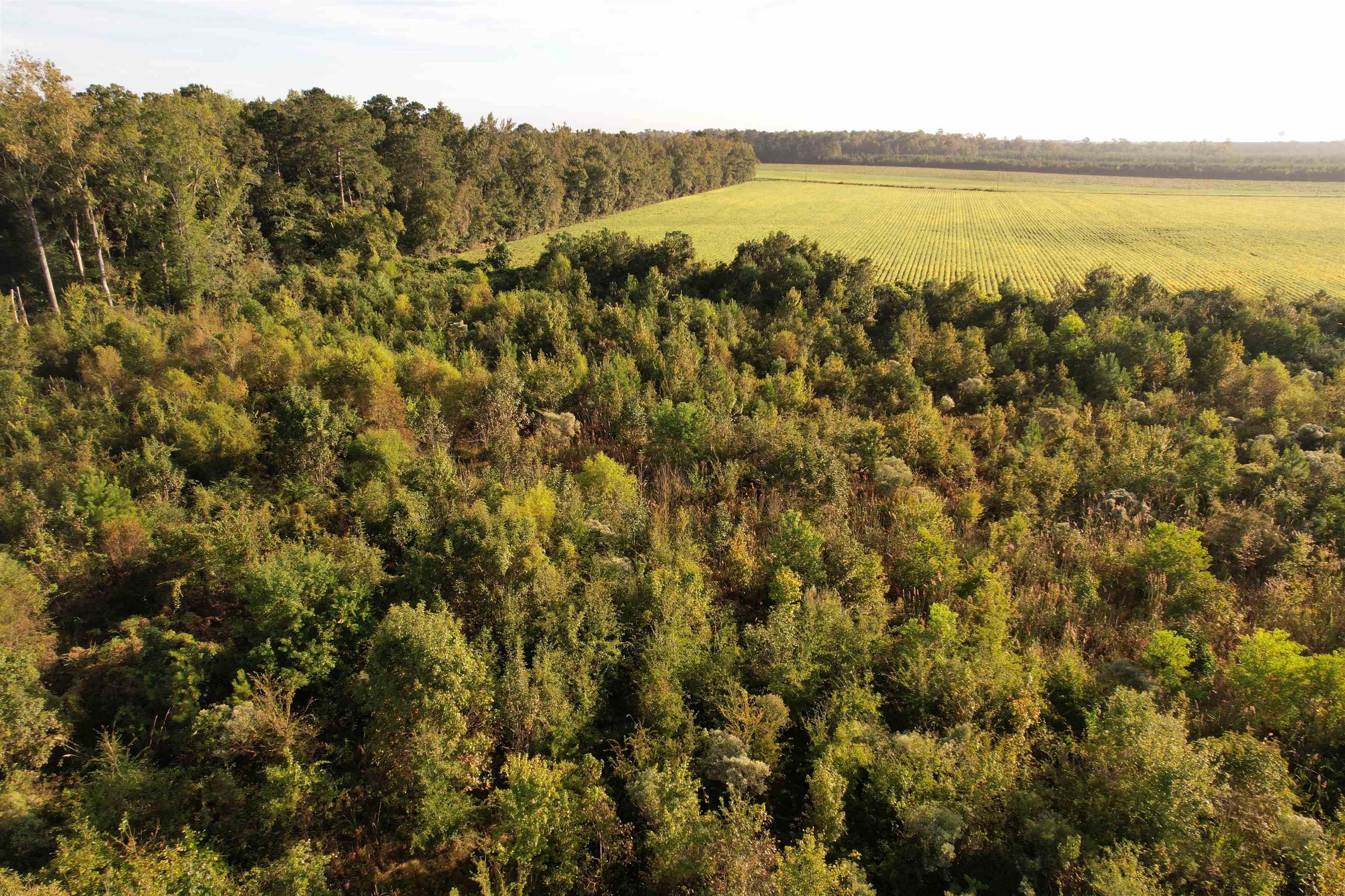 22-acres-tbd Baxley Road Hemingway, SC 29554 - Photo 8 of 20