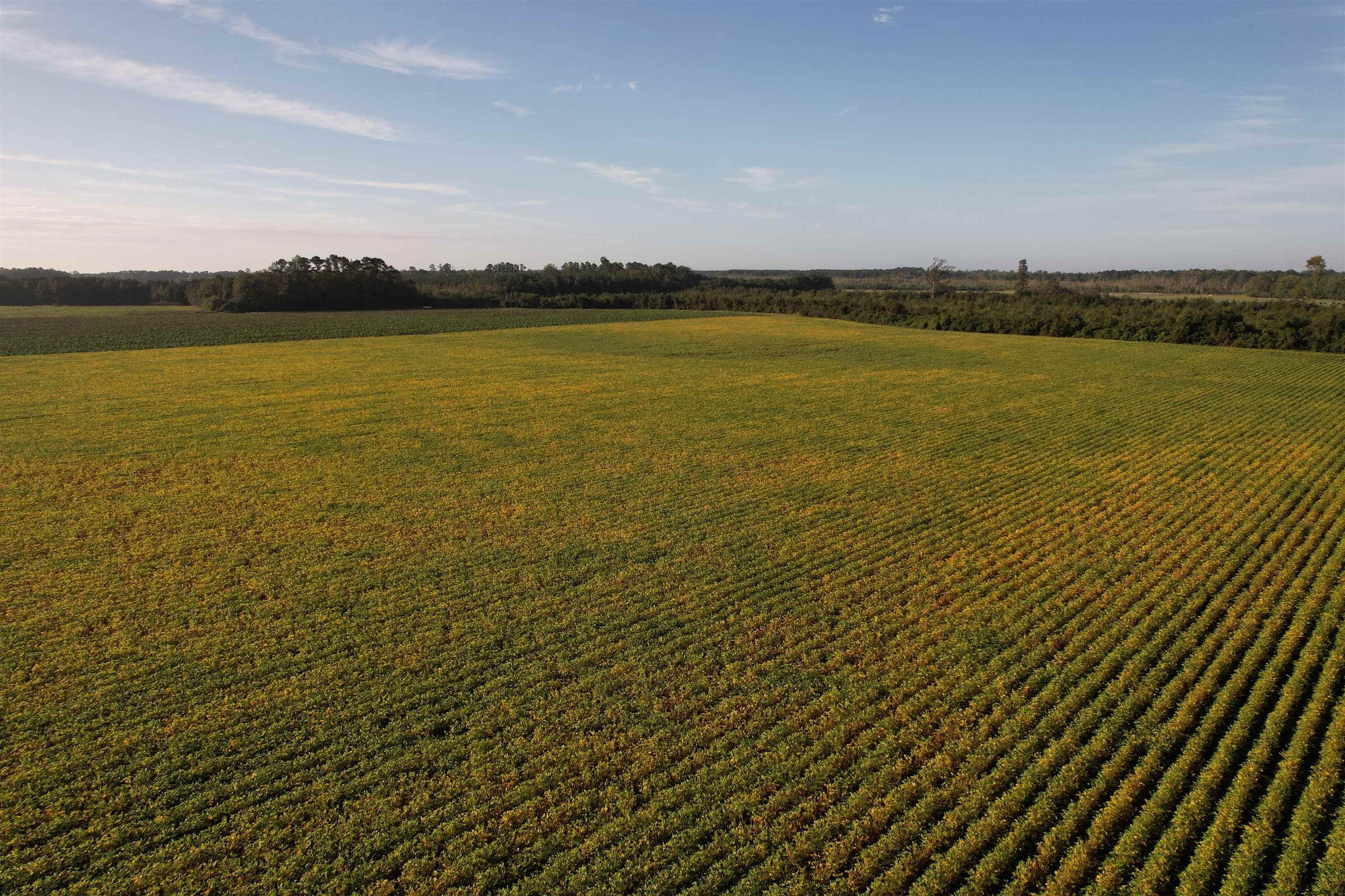 22-acres-tbd Baxley Road Hemingway, SC 29554 - Photo 10 of 20