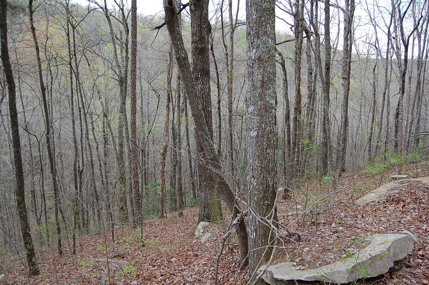 12 Flat Mountain Road Dunlap, TN 37327 - Photo 14 of 25 Gallery Image 14