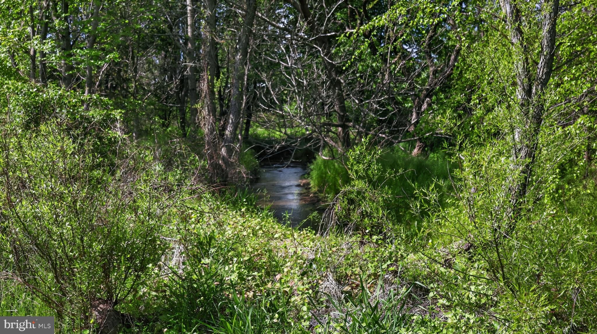 1599 Sanctuary Road Manheim, PA 17545 - Photo 66 of 66 Serene stream through lush greenery.
