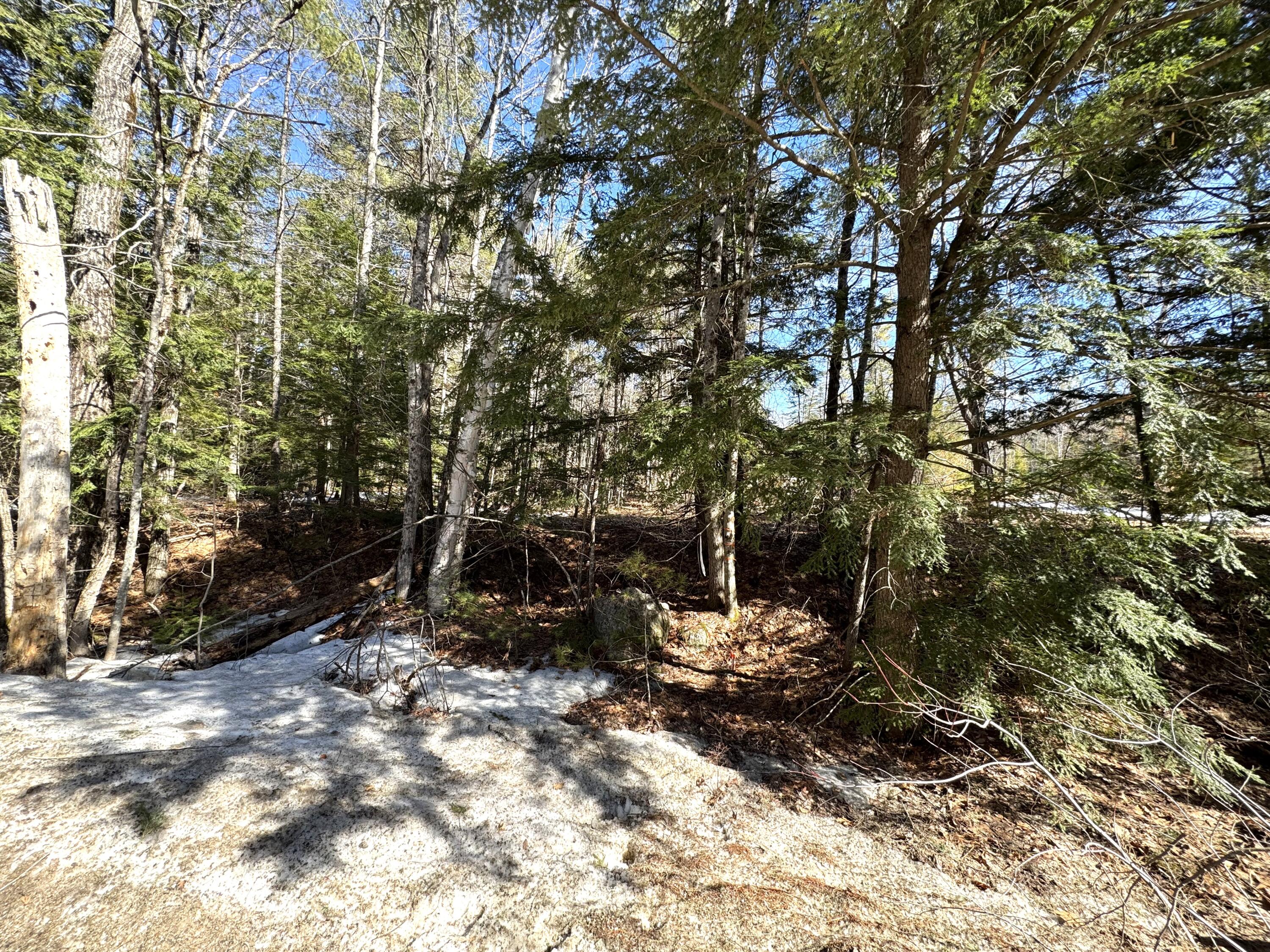 Lot 5 Lords Hill Road Brownfield, ME 04010 - Photo 6 of 20 Mature Trees
