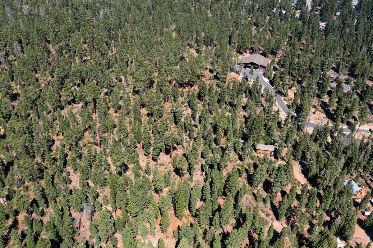 a view of a city with lush green forest