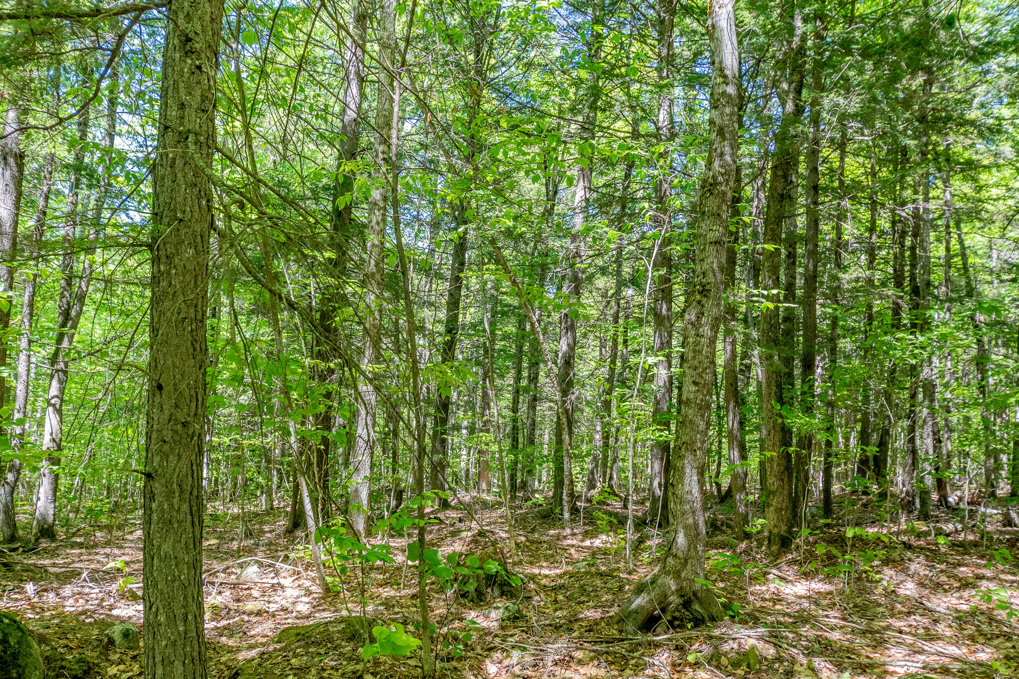 16 Beach View Road Dover-Foxcroft, ME 04426 - Photo 33 of 56 DSC_0401