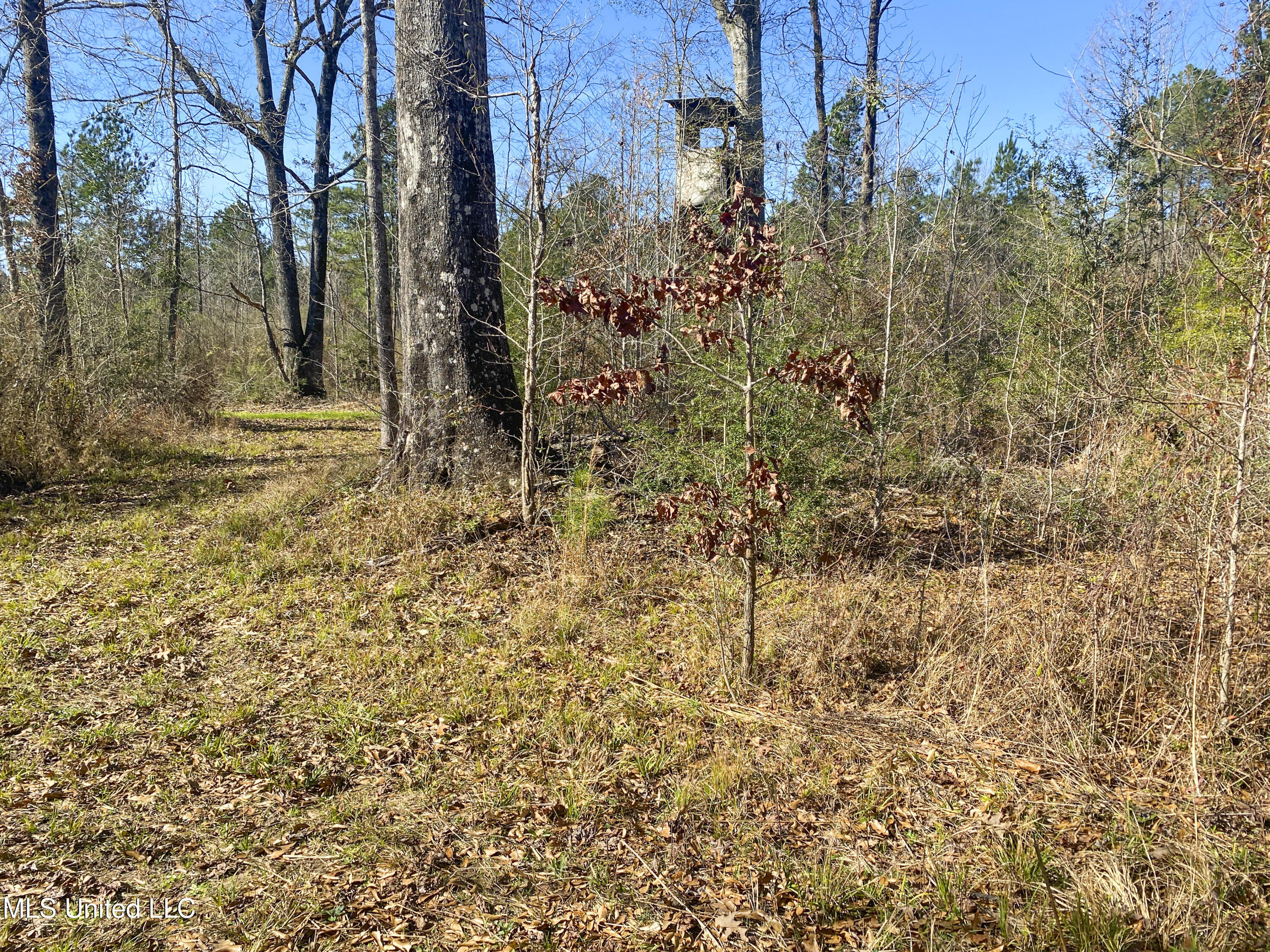 2346 Busy Corner Road Gloster, MS 39638 - Photo 18 of 20 IMG_3447