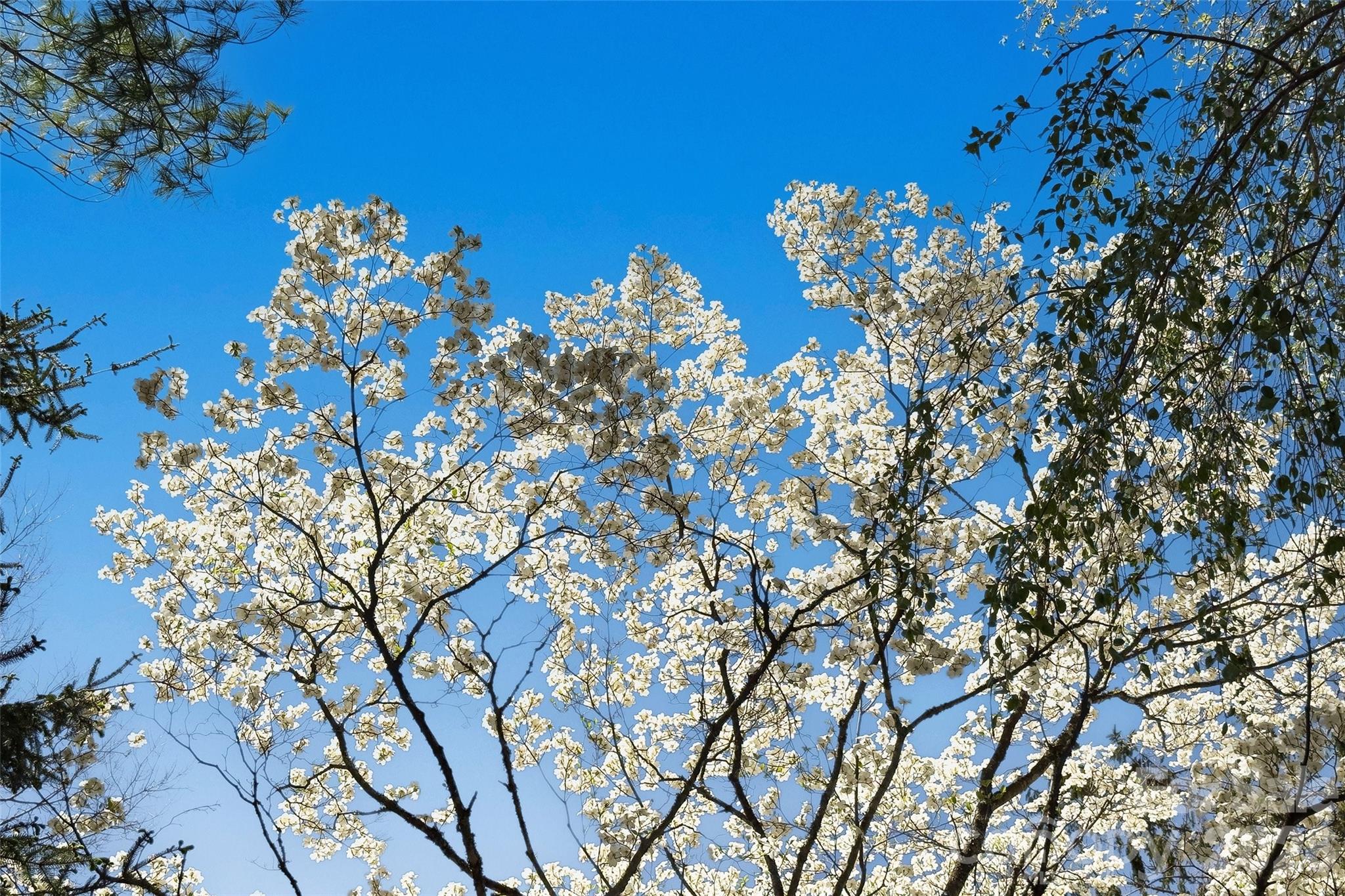 1959 Jacksontown Road Spruce Pine, NC 28777 - Photo 27 of 48