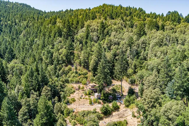 a view of a forest with a tree