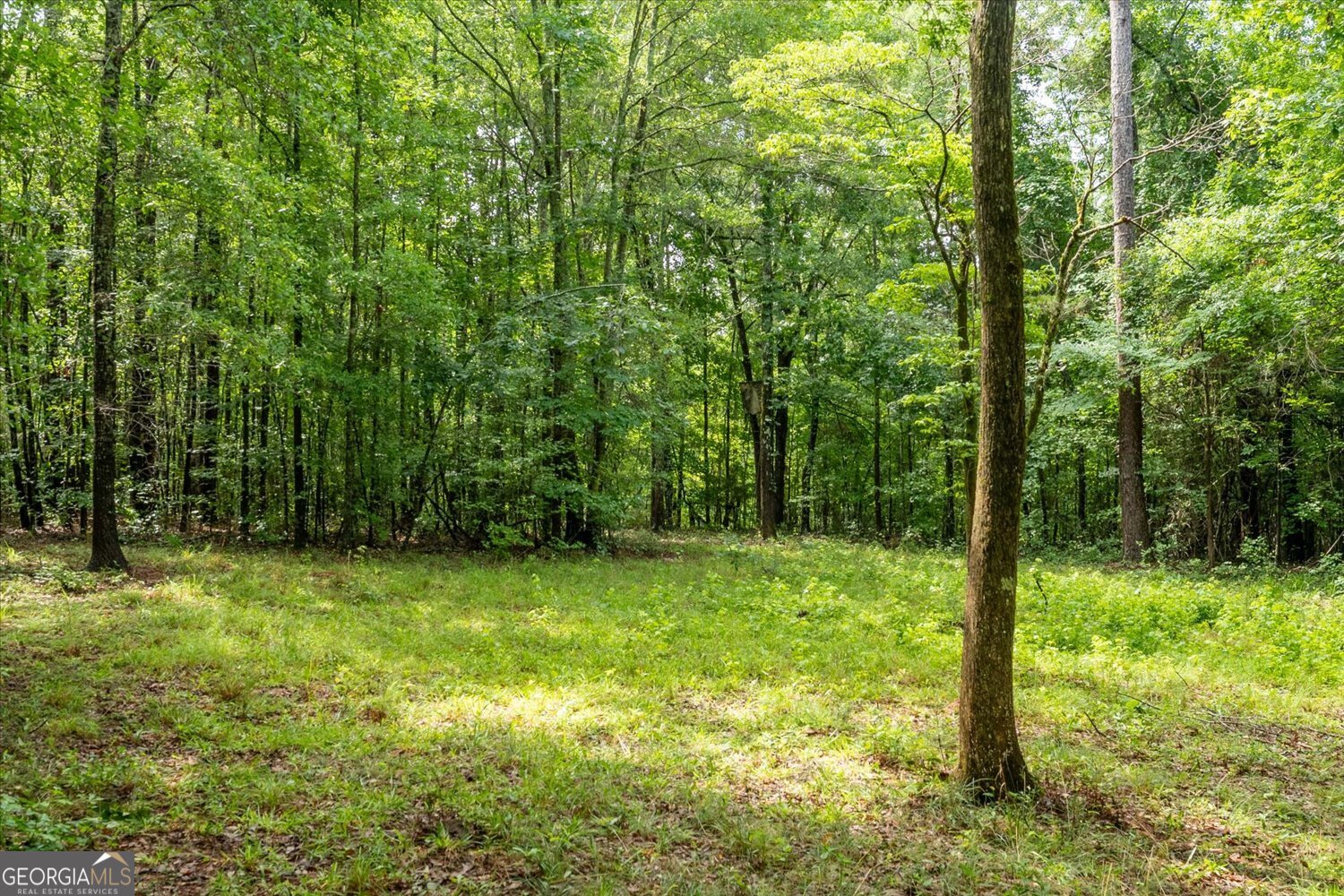 3328 Lundberg Road Washington, GA 30673 - Photo 11 of 19