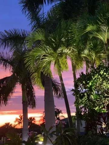a view of a palm tree