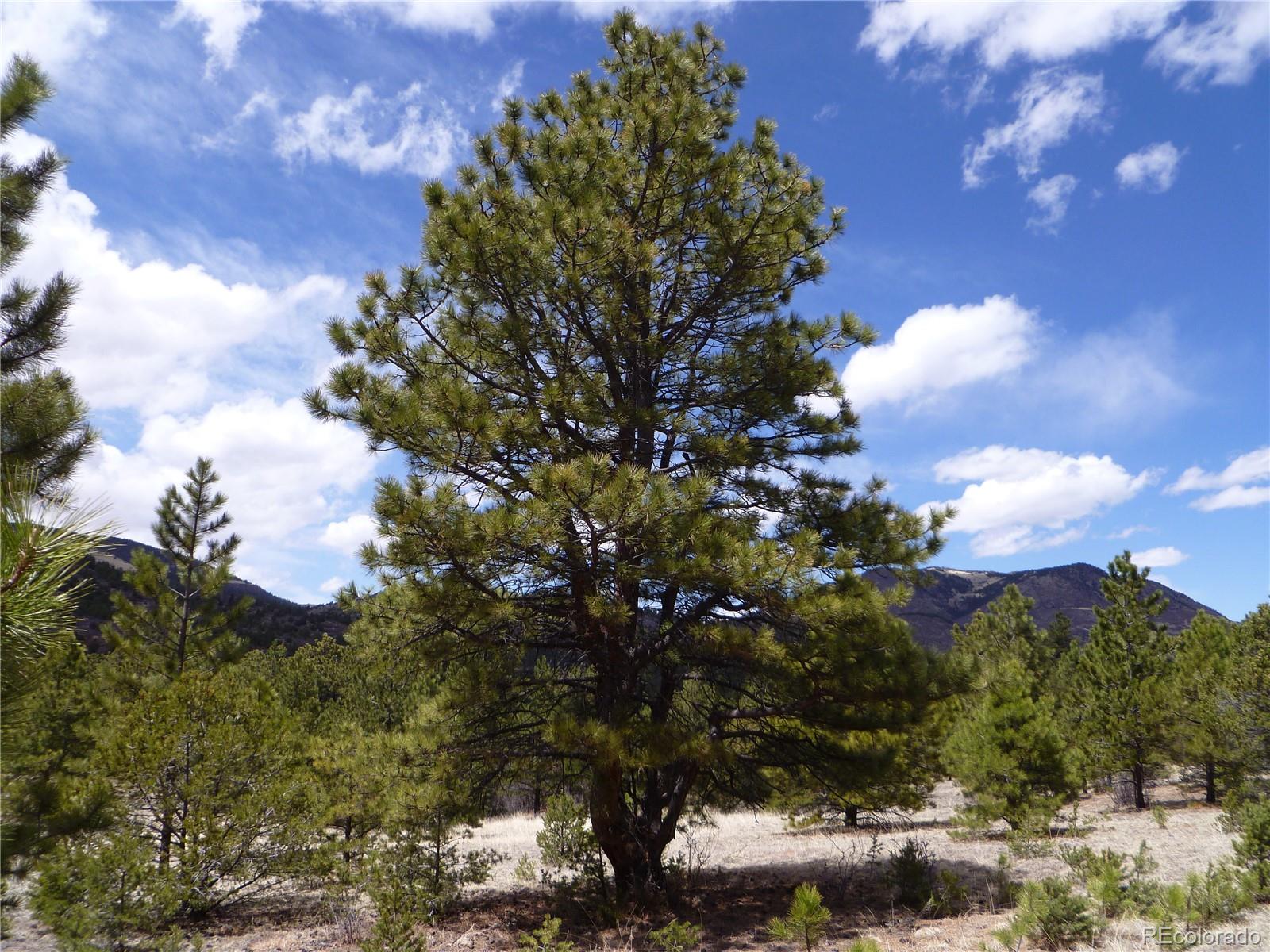 Vista View Road Canon City, CO 81212 - Photo 13 of 25 a view of a tree with a tree