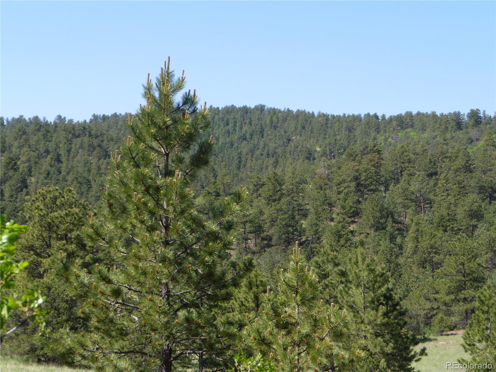Vista View Road Canon City, CO 81212 - Photo 17 of 25 a view of a field of grass and trees