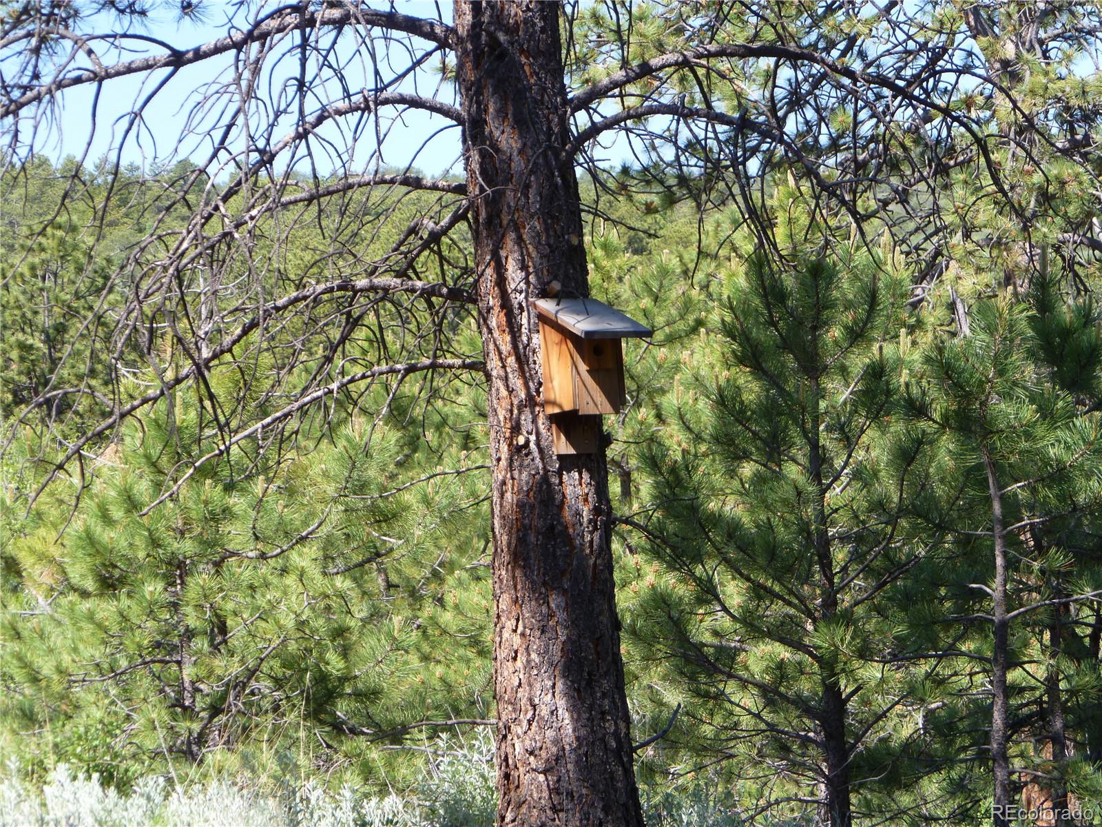 Vista View Road Canon City, CO 81212 - Photo 8 of 25 a backyard of a house with lots of trees