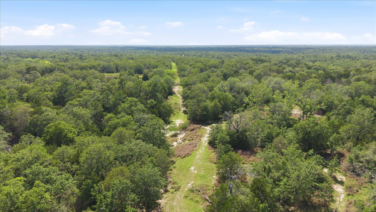 1705 Makinson Road West Point, TX 78963 - Photo 35 of 40 A verdant canopy blankets the vast acreage, offering endless possibilities for a secluded retreat.