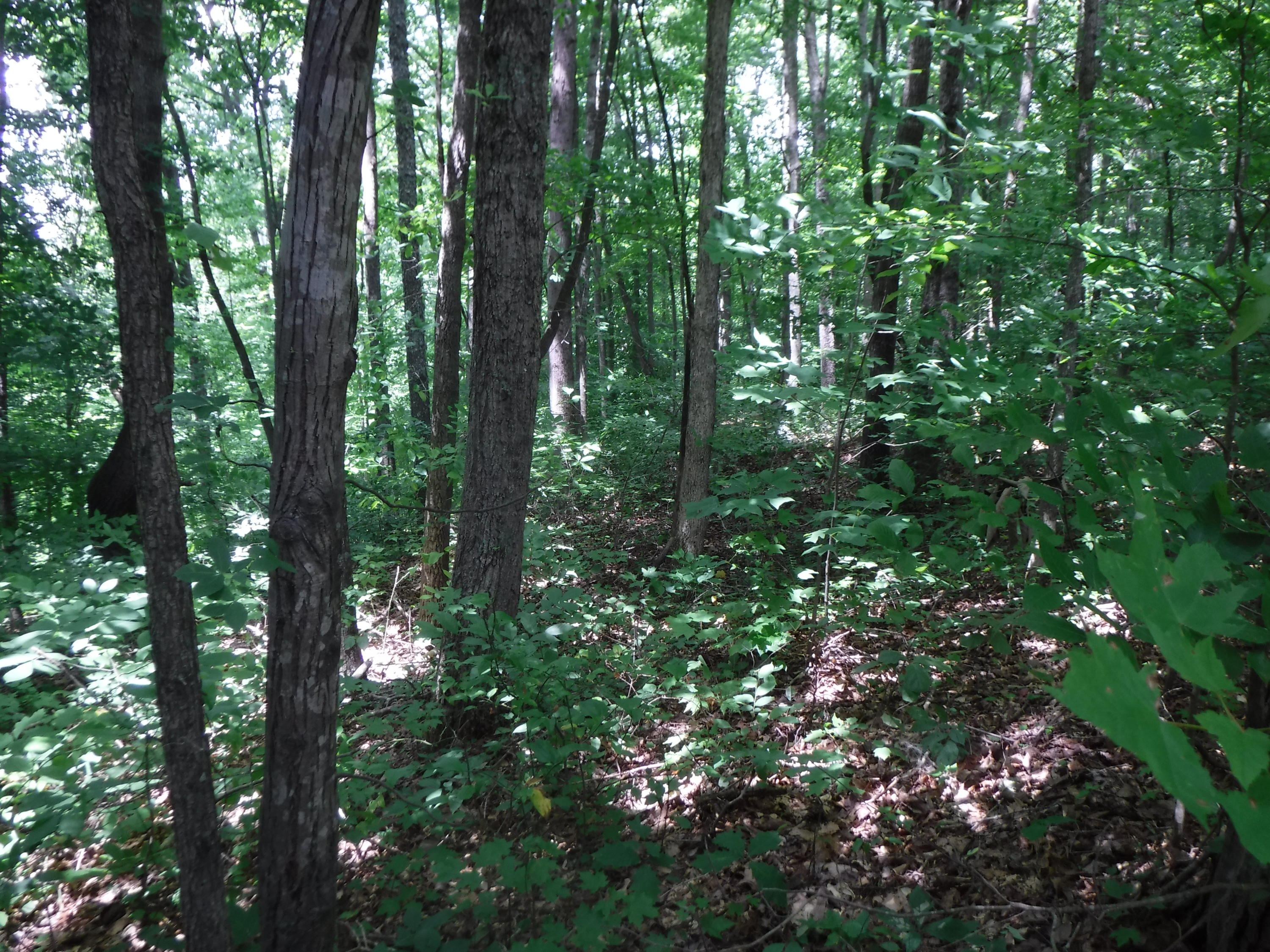Jim Short Road Whitleyville, TN 38588 - Photo 13 of 19 06192018 043