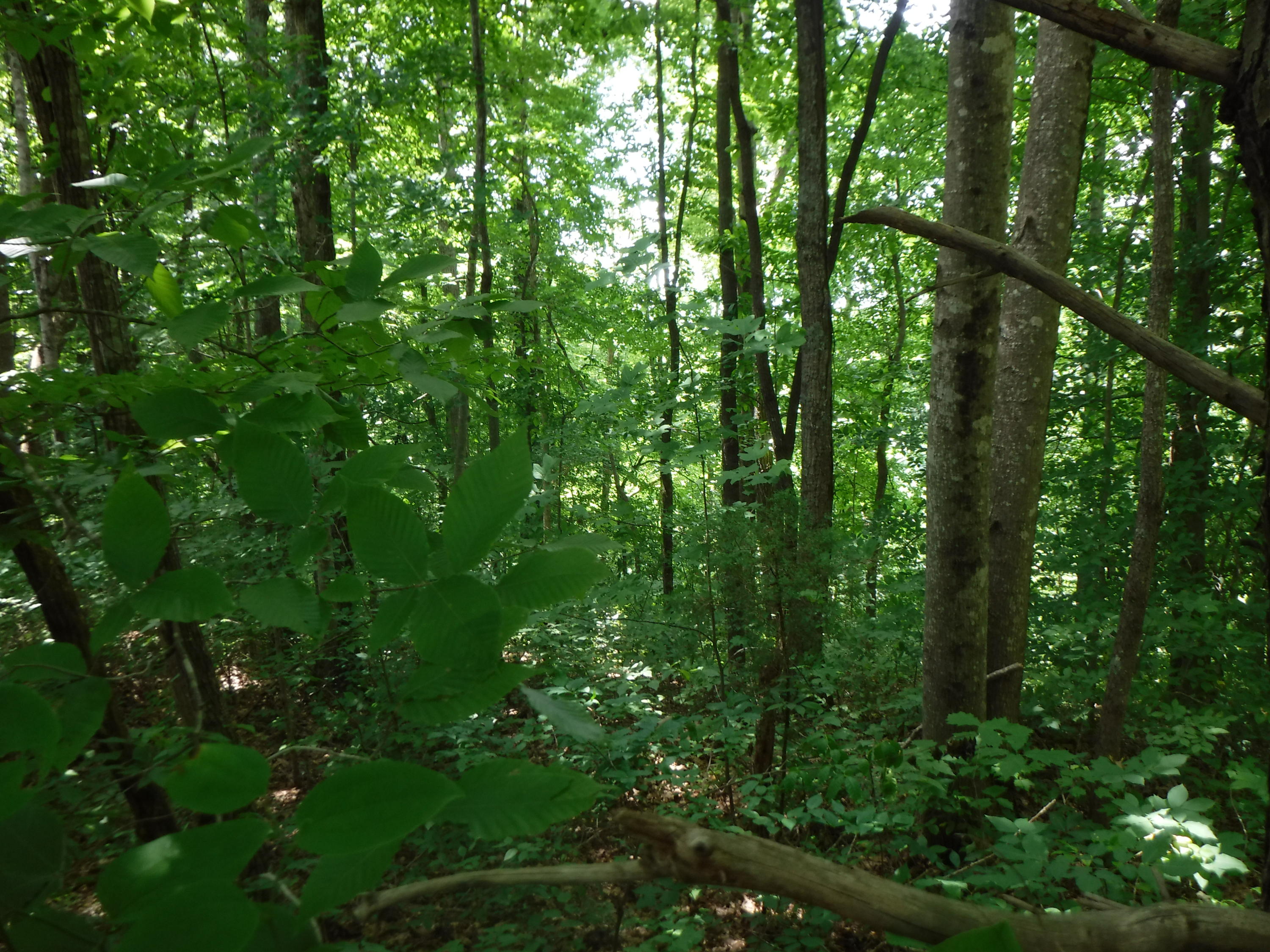 Jim Short Road Whitleyville, TN 38588 - Photo 14 of 19 06192018 044