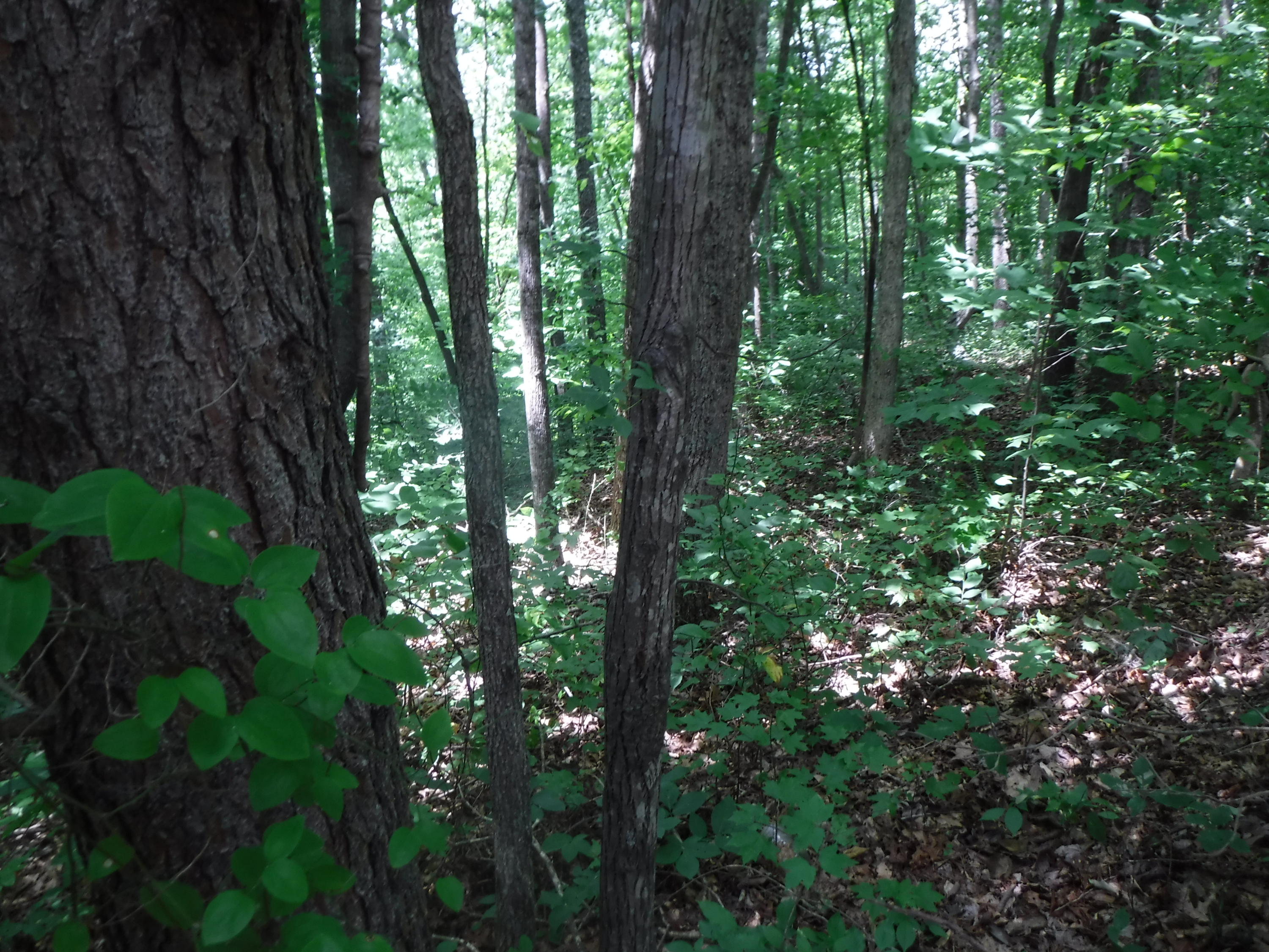 Jim Short Road Whitleyville, TN 38588 - Photo 15 of 19 06192018 045