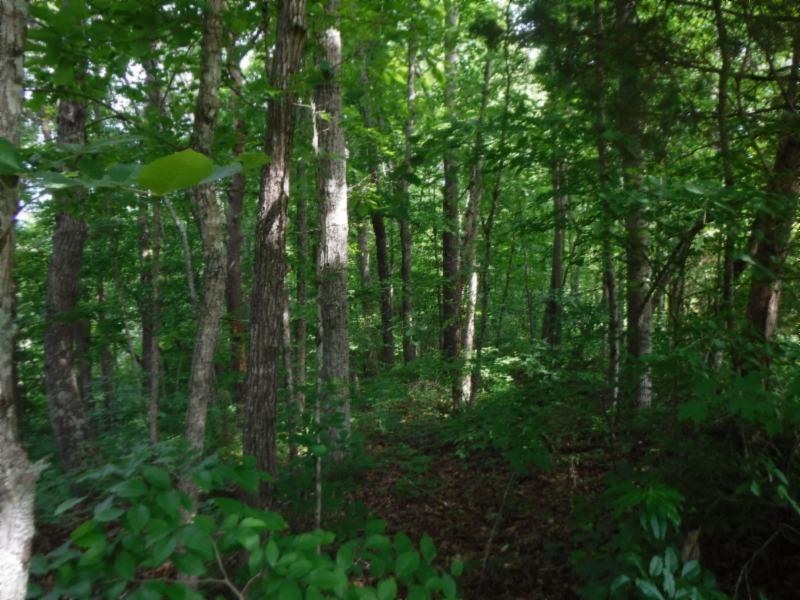 Jim Short Road Whitleyville, TN 38588 - Photo 6 of 19 06052018 040