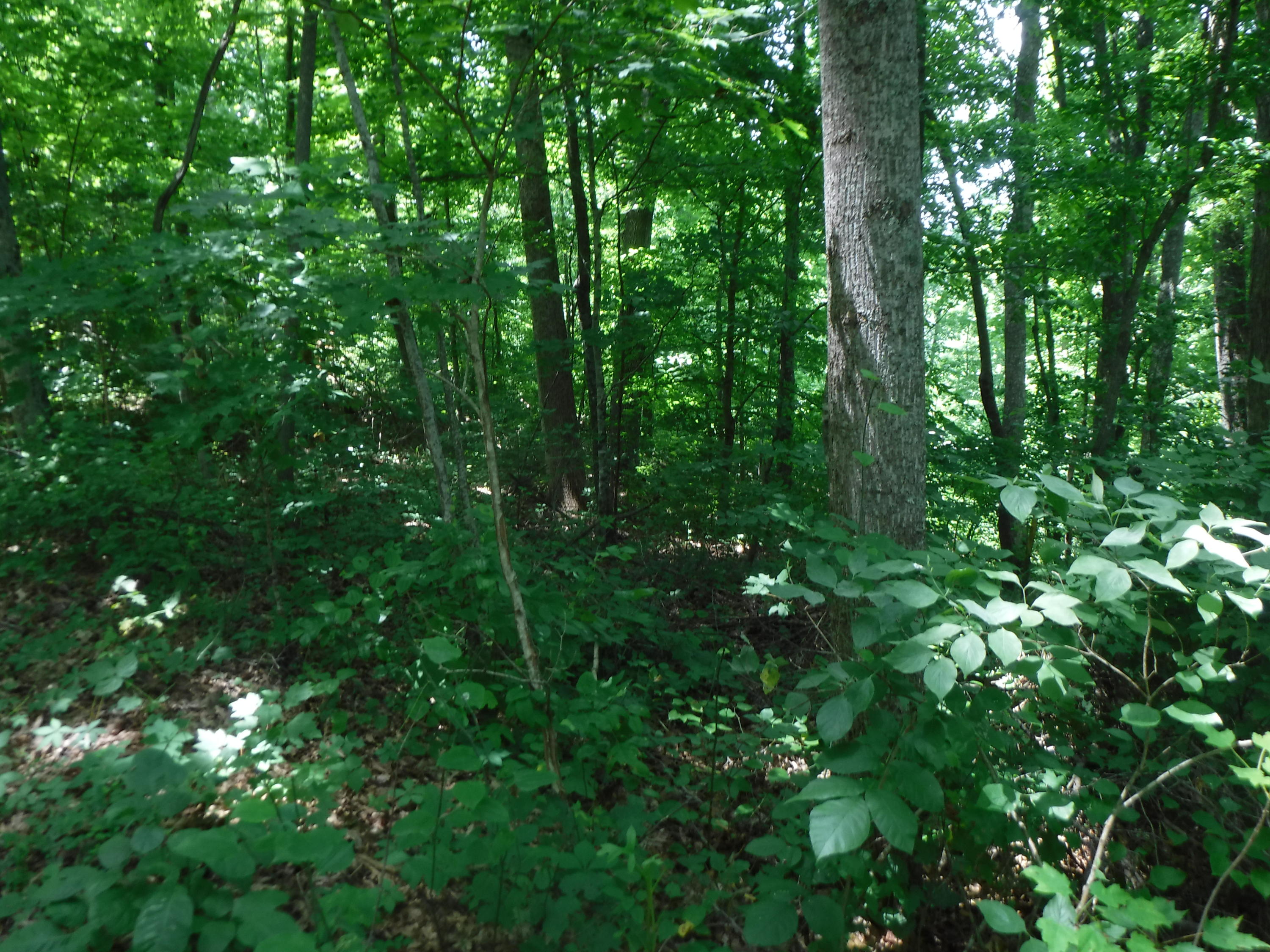Jim Short Road Whitleyville, TN 38588 - Photo 9 of 19 06192018 039