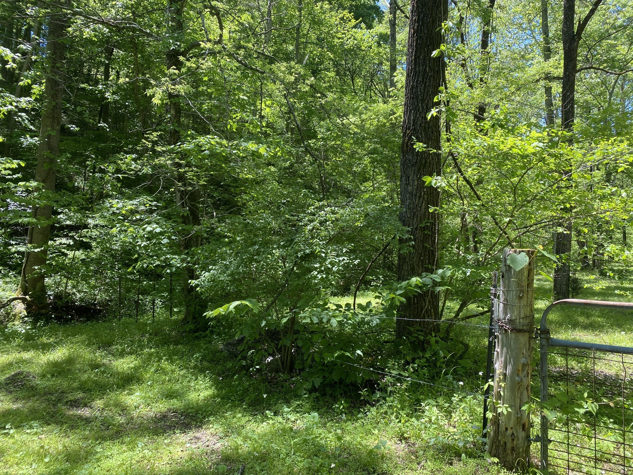 0 Little Pond Creek Road Pegram, TN 37143 - Photo 11 of 14 a view of a garden