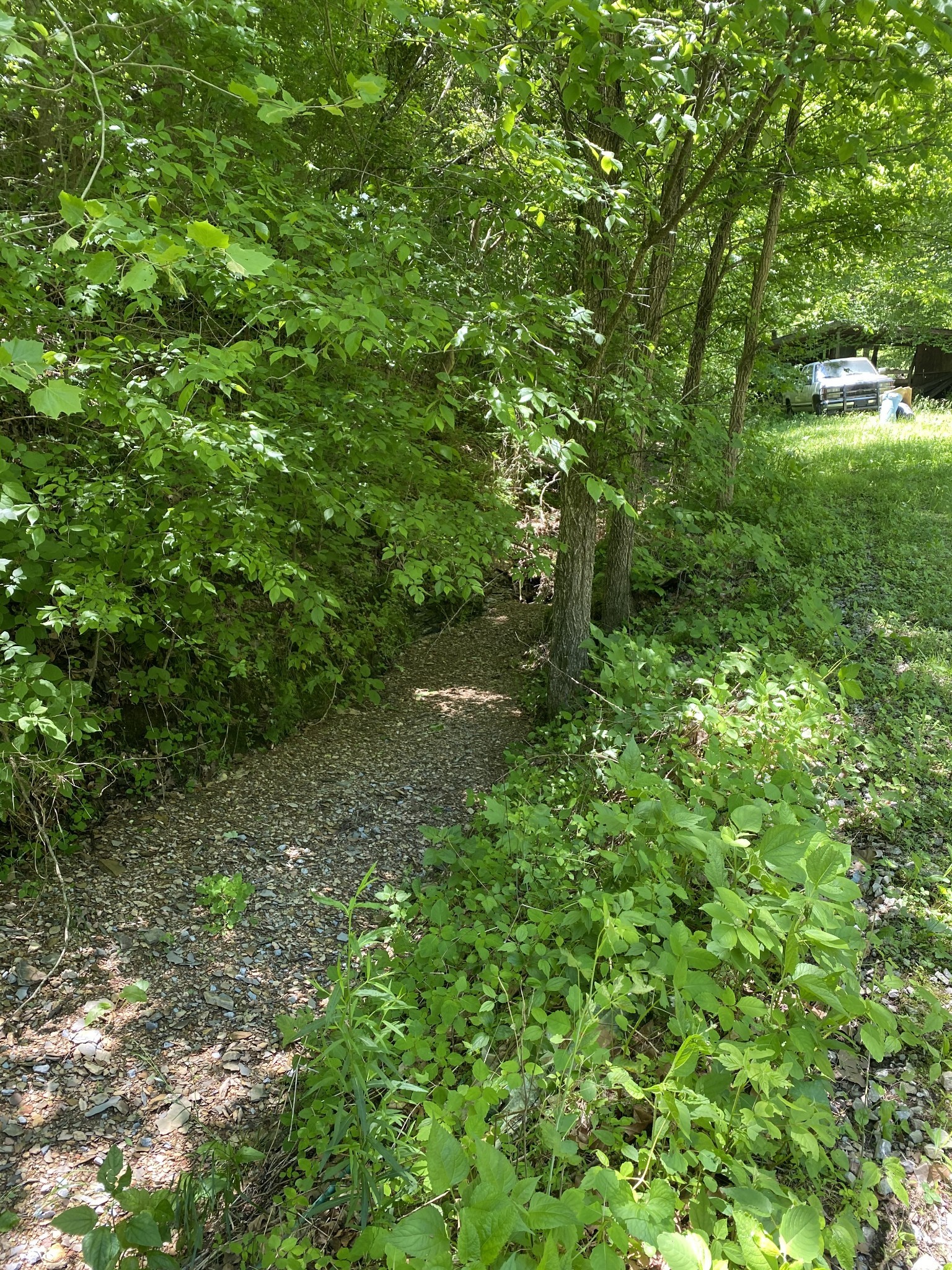0 Little Pond Creek Road Pegram, TN 37143 - Photo 13 of 14 a view of a yard with plants and a tree