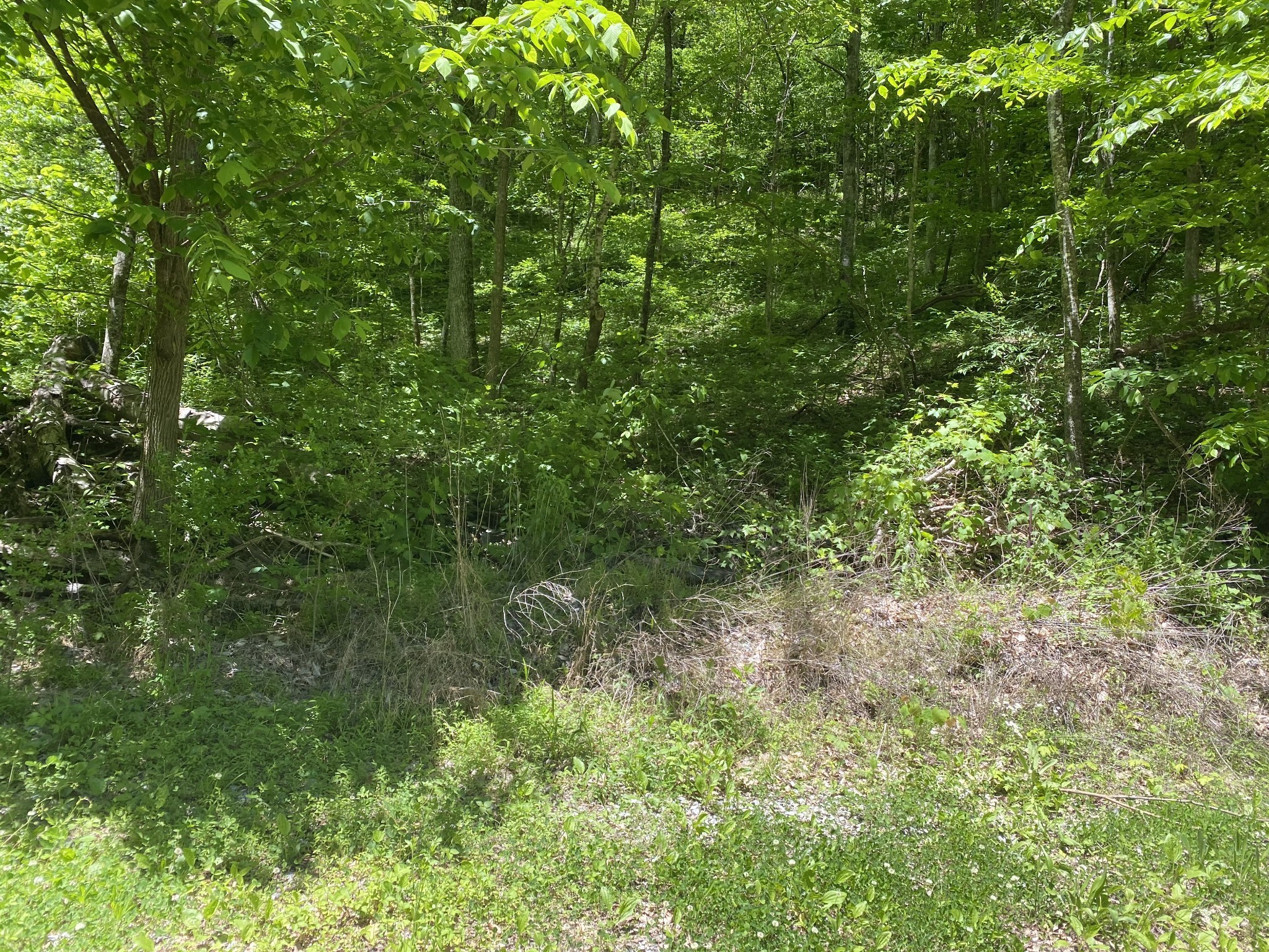 0 Little Pond Creek Road Pegram, TN 37143 - Photo 3 of 14 a view of a lush green forest