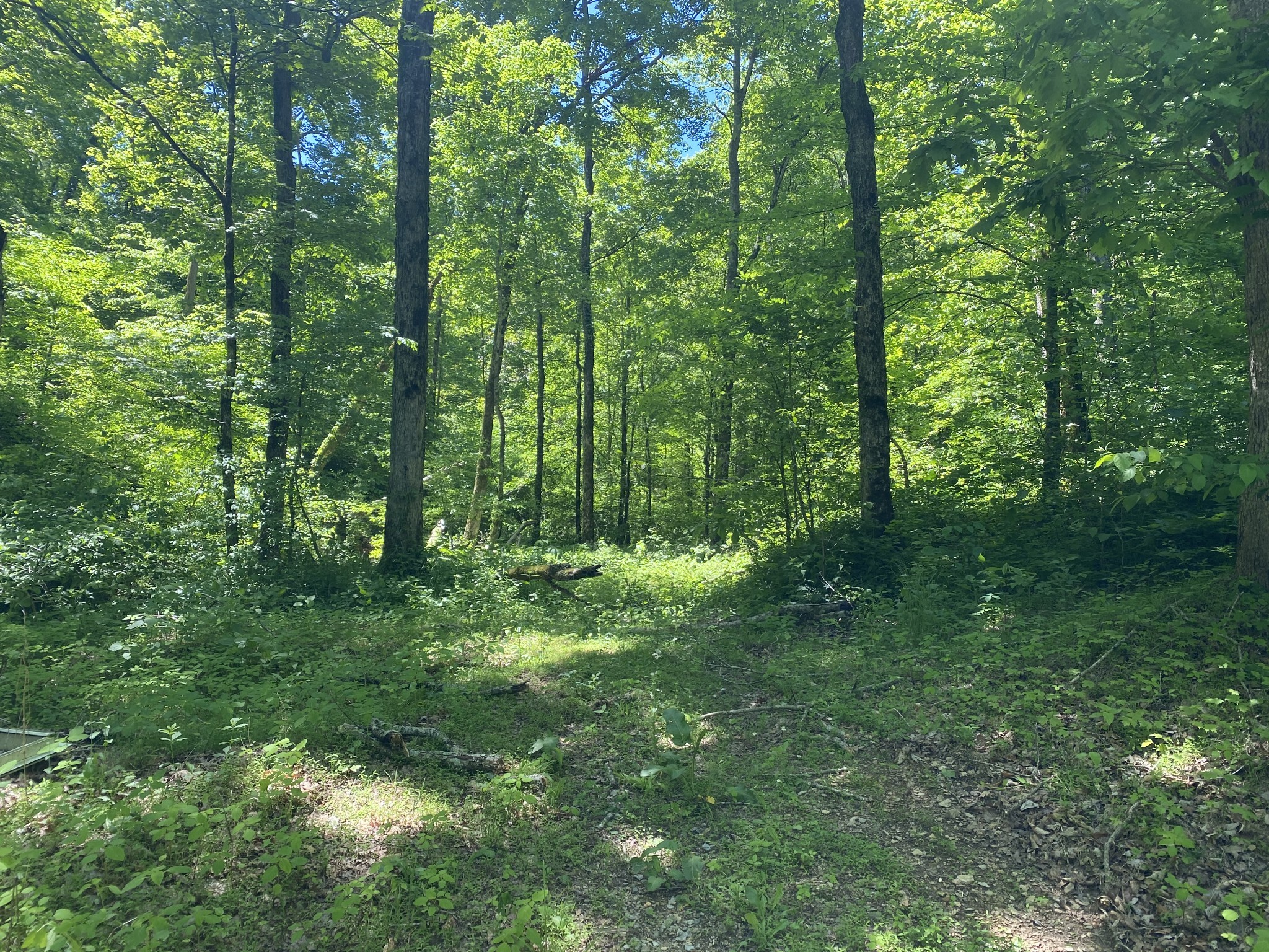0 Little Pond Creek Road Pegram, TN 37143 - Photo 5 of 14 a view of a lush green forest