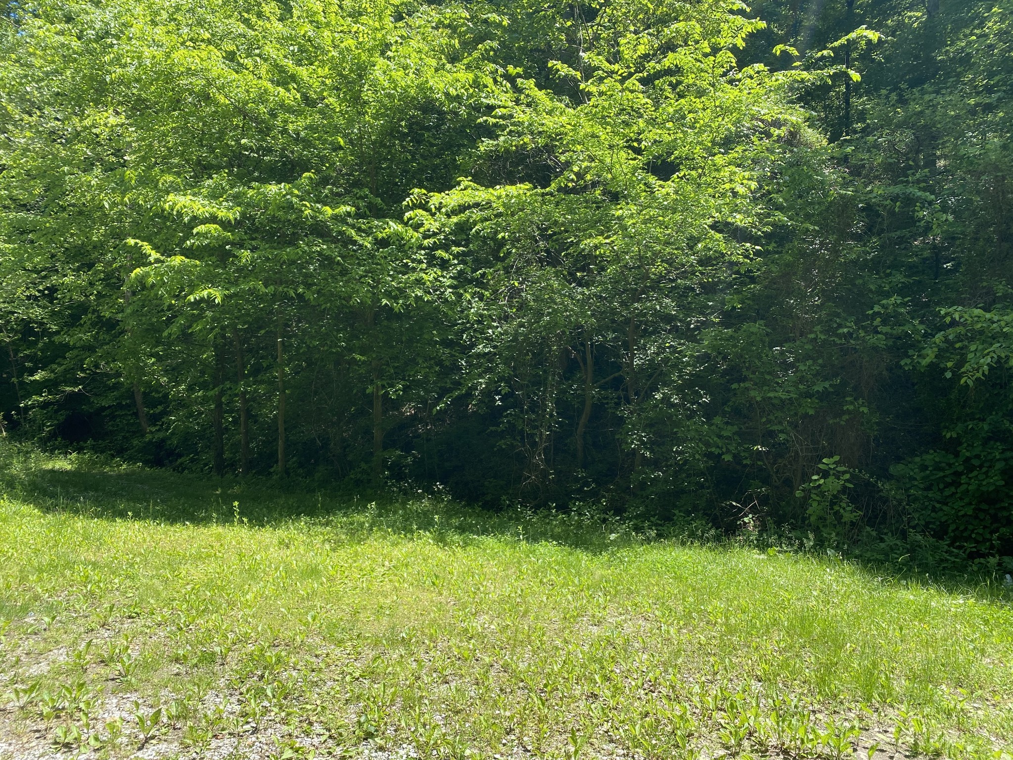 0 Little Pond Creek Road Pegram, TN 37143 - Photo 6 of 14 a view of outdoor space