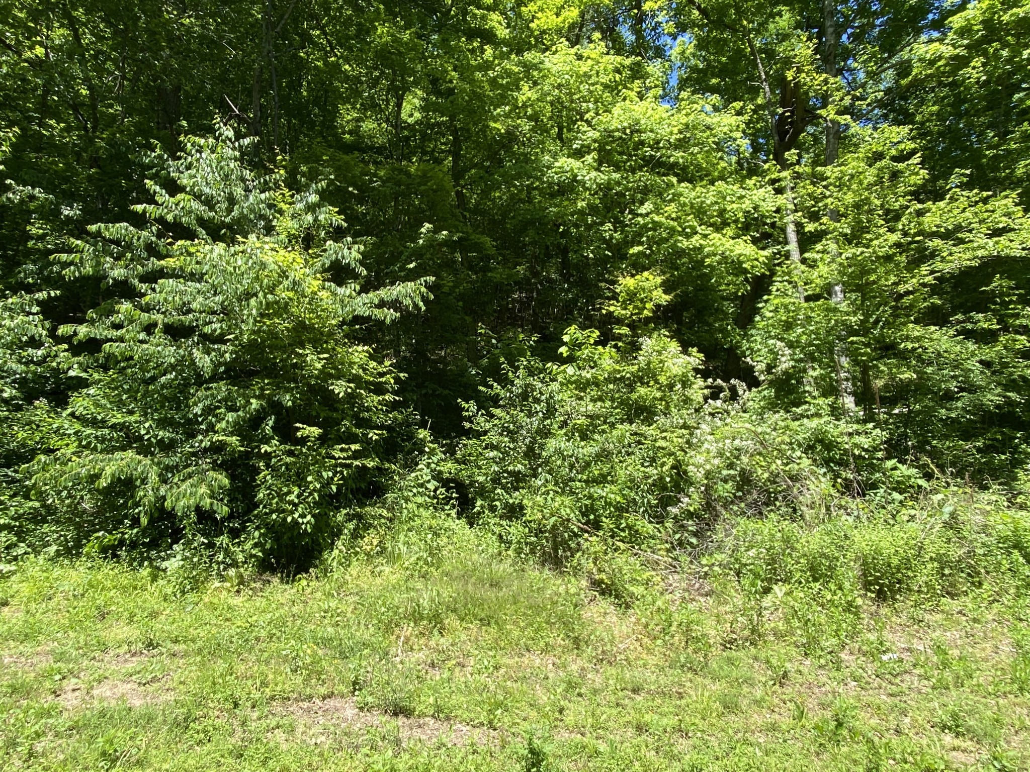 0 Little Pond Creek Road Pegram, TN 37143 - Photo 8 of 14 a view of a lush green forest