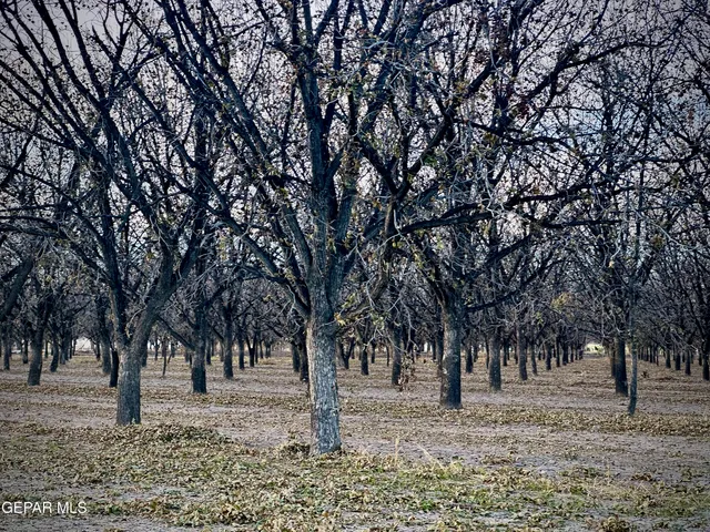 a tree in the middle of a yard