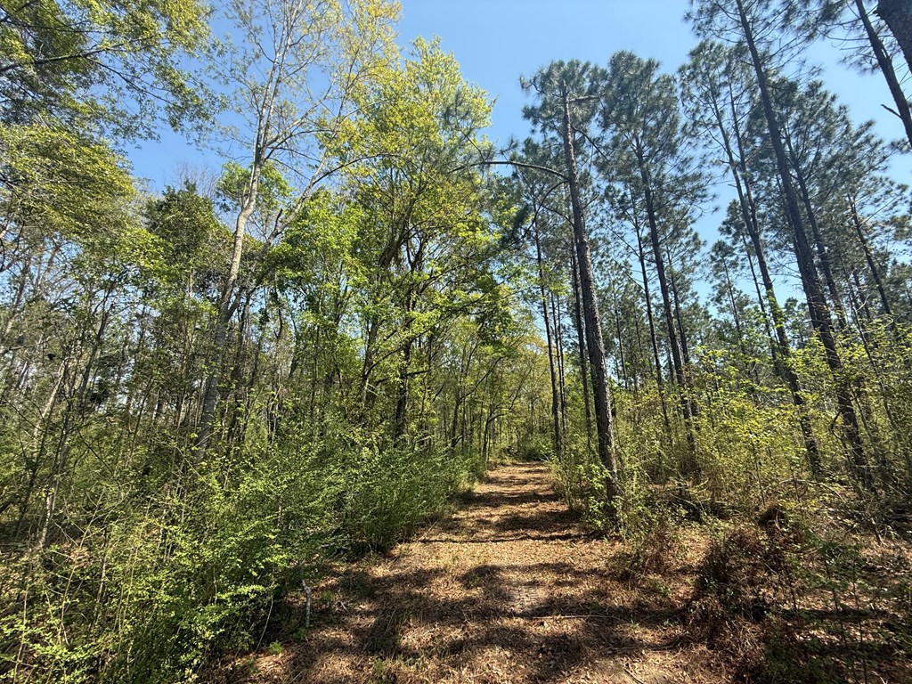 Lot 2 South County Road Slocomb, AL 36375 - Photo 18 of 19