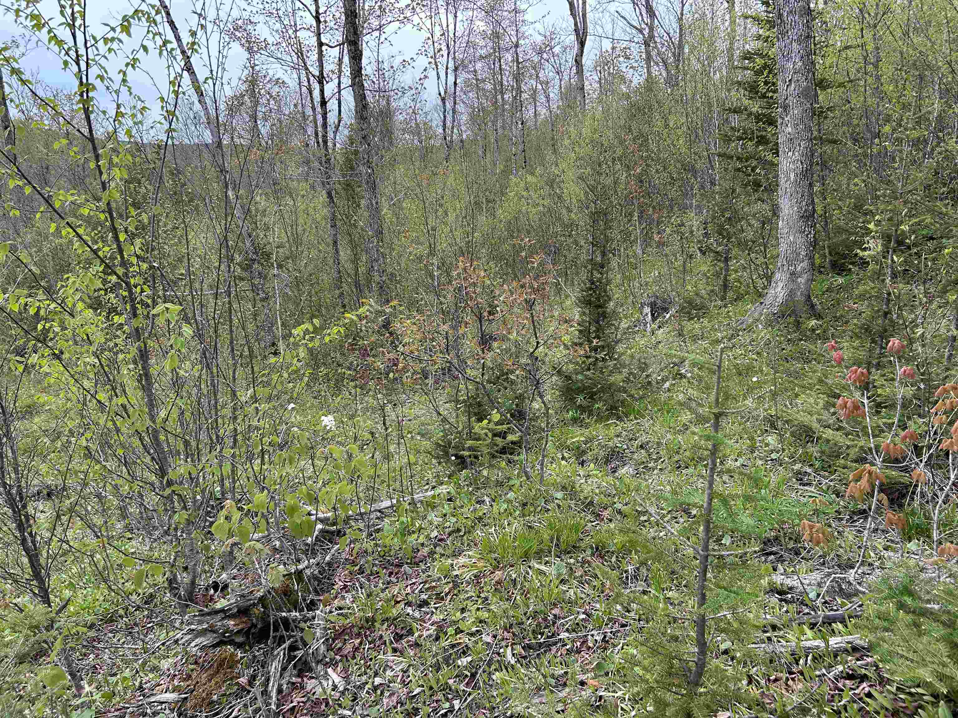 Mapb2-lot16 Dead Water Road Stewartstown, NH 03576 - Photo 13 of 31