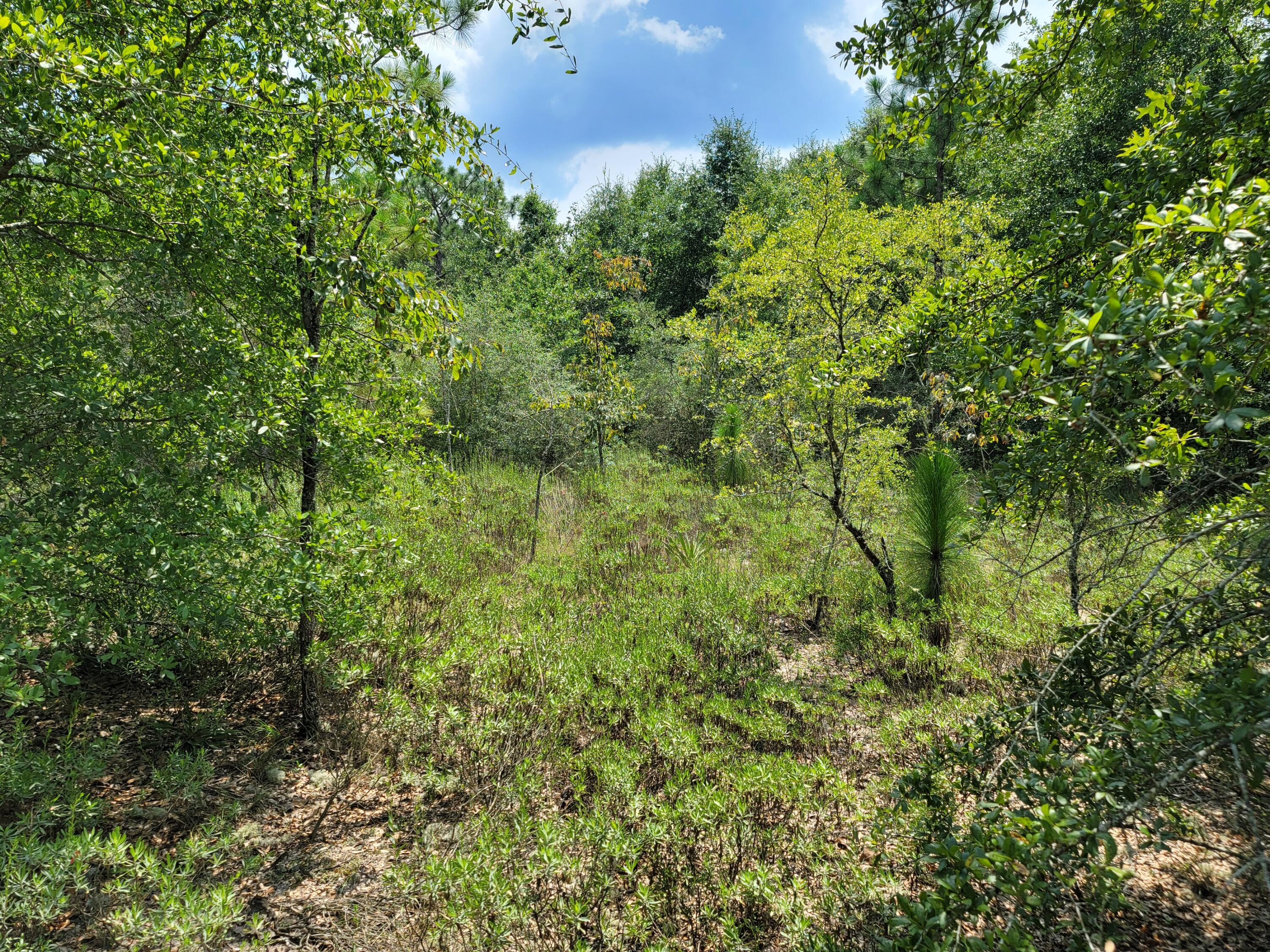 0 Flamingo Road Crestview, FL 32539 - Photo 4 of 5 a view of a large yard with lots of bushes