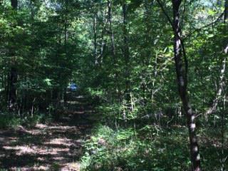 a view of a forest with lots of trees