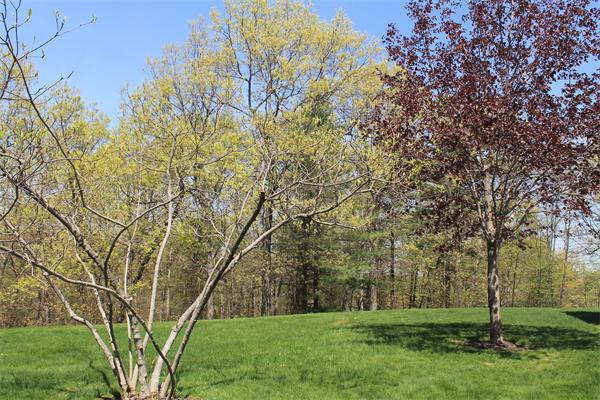 19 Pendulum Pass Hopkinton, MA 01748 - Photo 28 of 30 a view of a yard with a tree