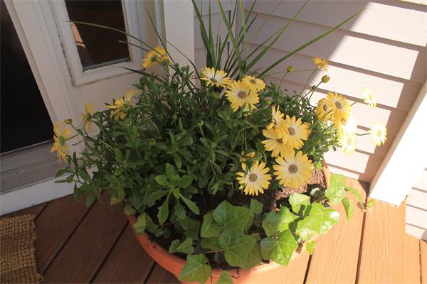 19 Pendulum Pass Hopkinton, MA 01748 - Photo 30 of 30 a plant that is in front of a window