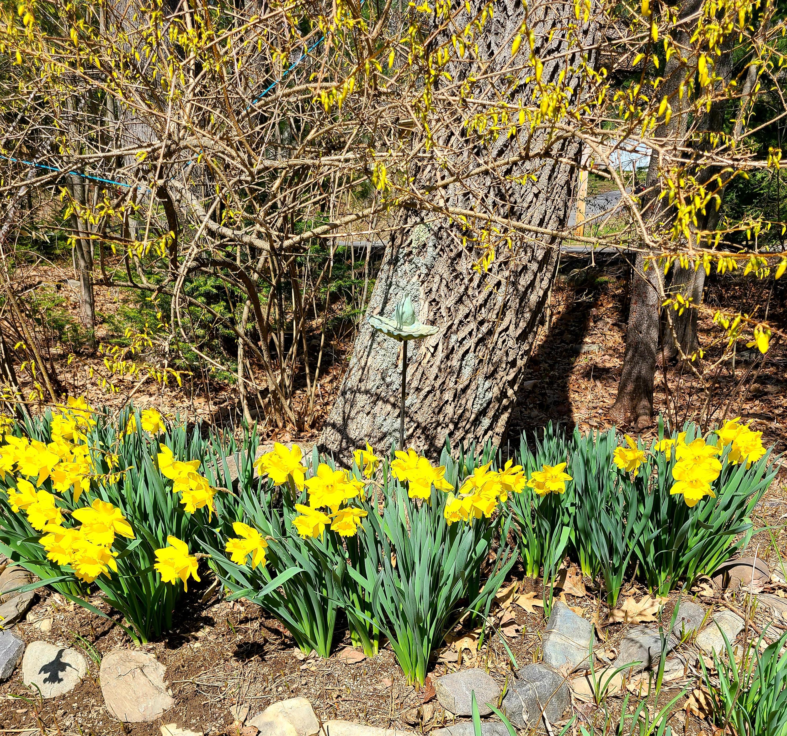 30 Silver Ridge Road Bangor, ME 04401 - Photo 102 of 102 Flowers VZ
