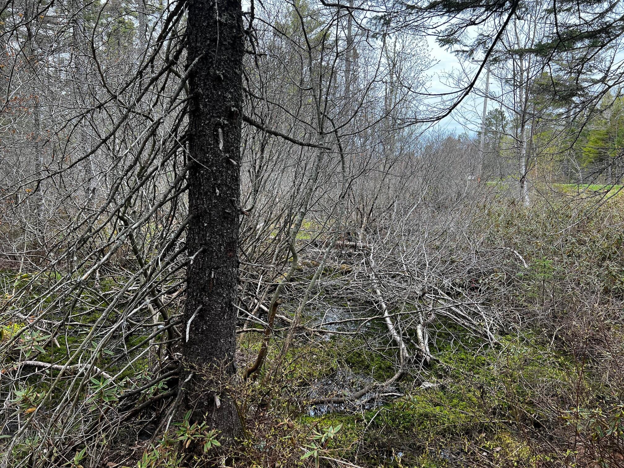11151 North Whitefish Point Road Paradise, MI 49768 - Photo 3 of 10 Gallery Image 3