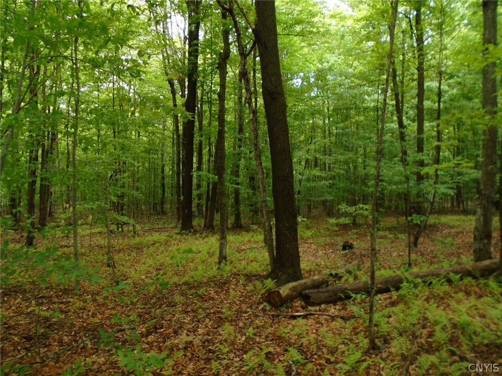 Lot A Pitcher Hill Road Pitcher, NY 13136 - Photo 7 of 13 Gallery Image 7