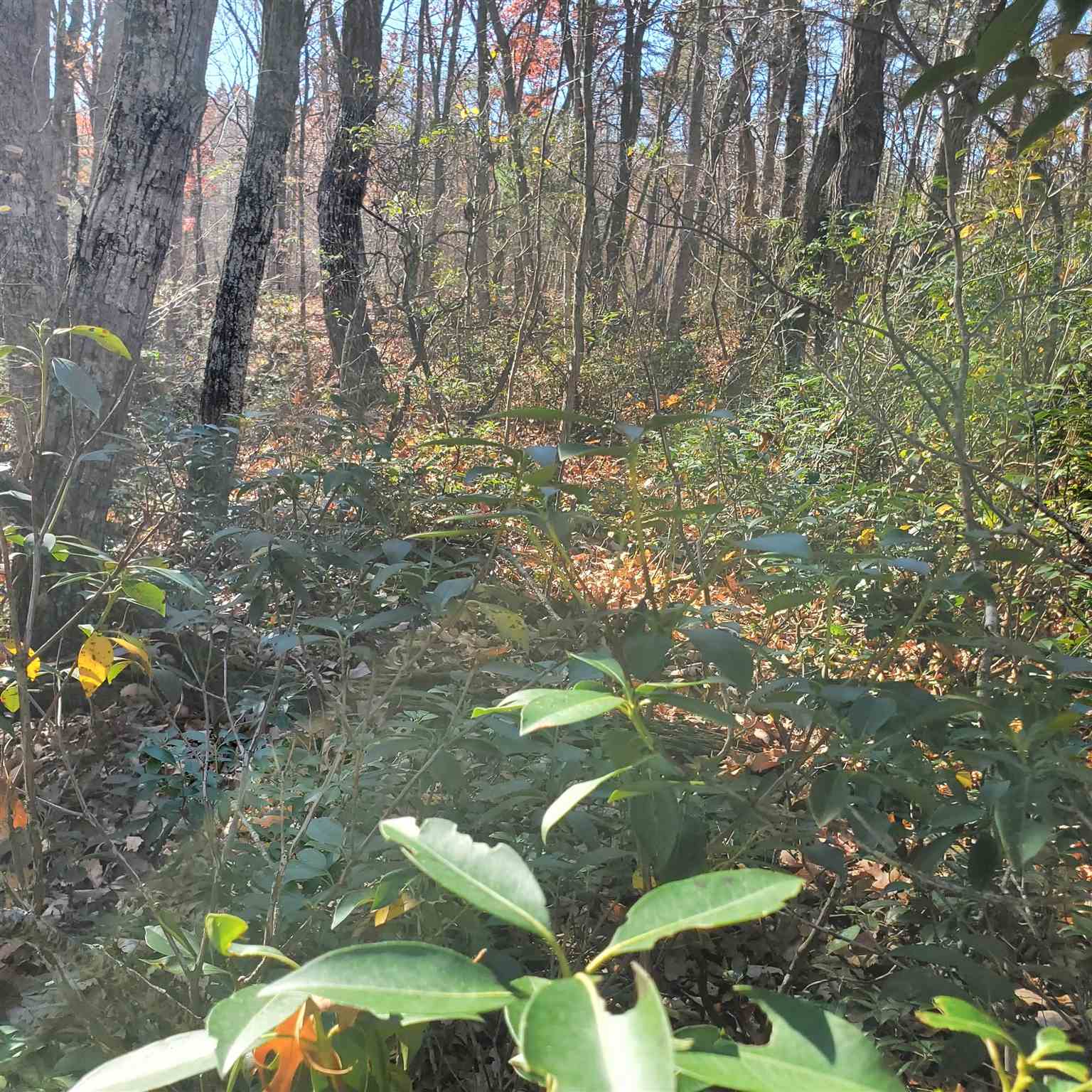 6.9-acres Tbd Wilda Road Stuarts Draft, VA 24477 - Photo 8 of 26 Gallery Image 8
