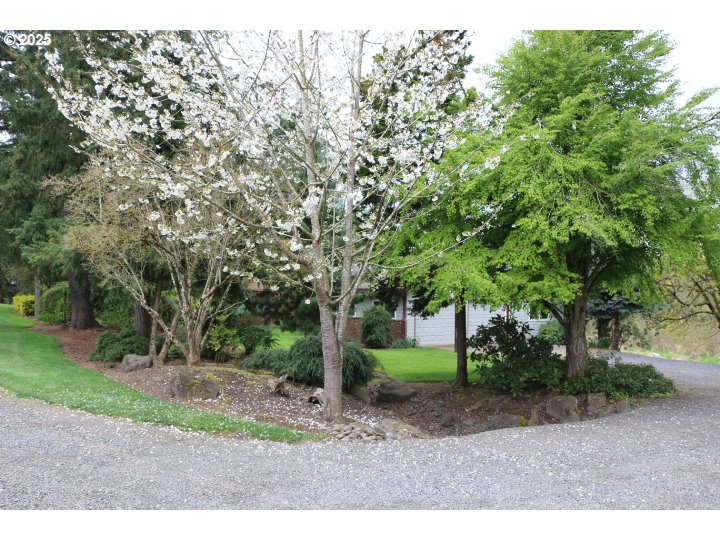 6503 Kinns Road Northeast Woodburn, OR 97071 - Photo 14 of 45 a view of a yard with a tree