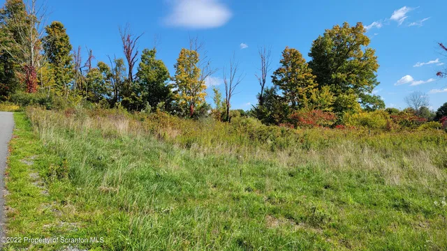 a view of a bunch of plants