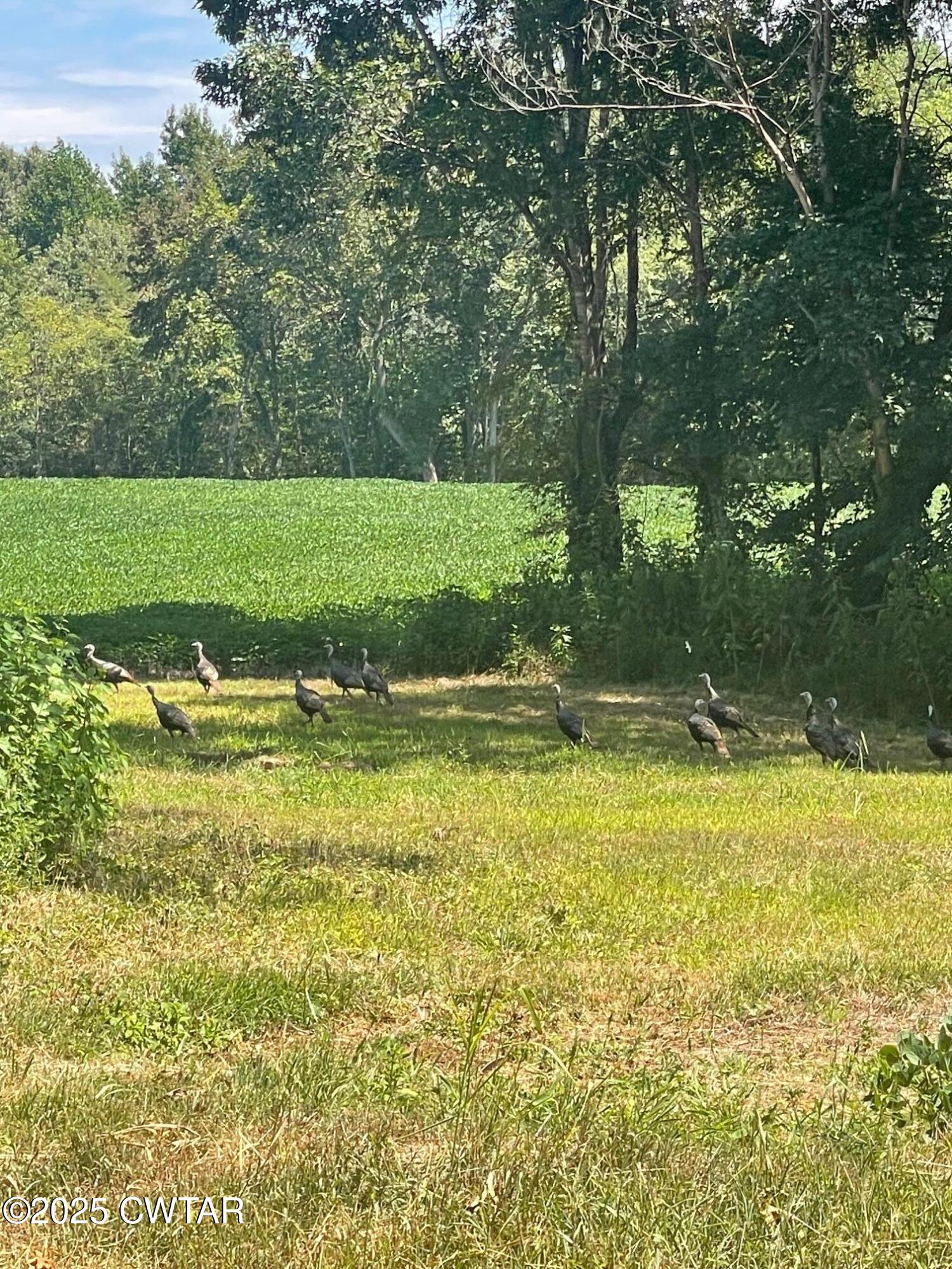 0 Cotton Grove Road Jackson, TN 38305 - Photo 11 of 26 a view of a water fountain and a bench