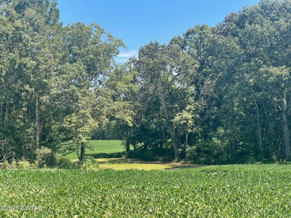 a view of a park with large trees