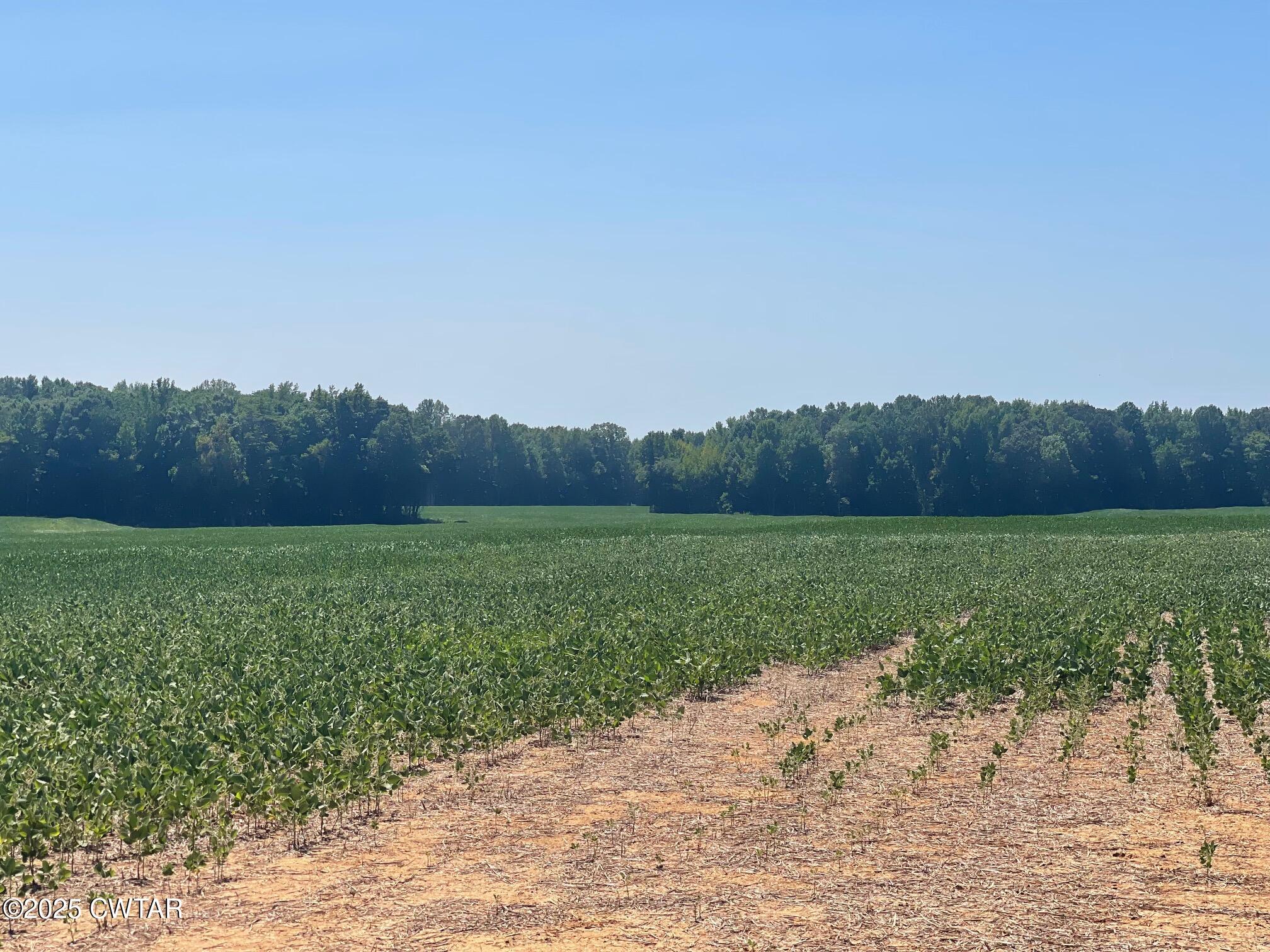 0 Cotton Grove Road Jackson, TN 38305 - Photo 5 of 26 a view of a field with an outdoor space