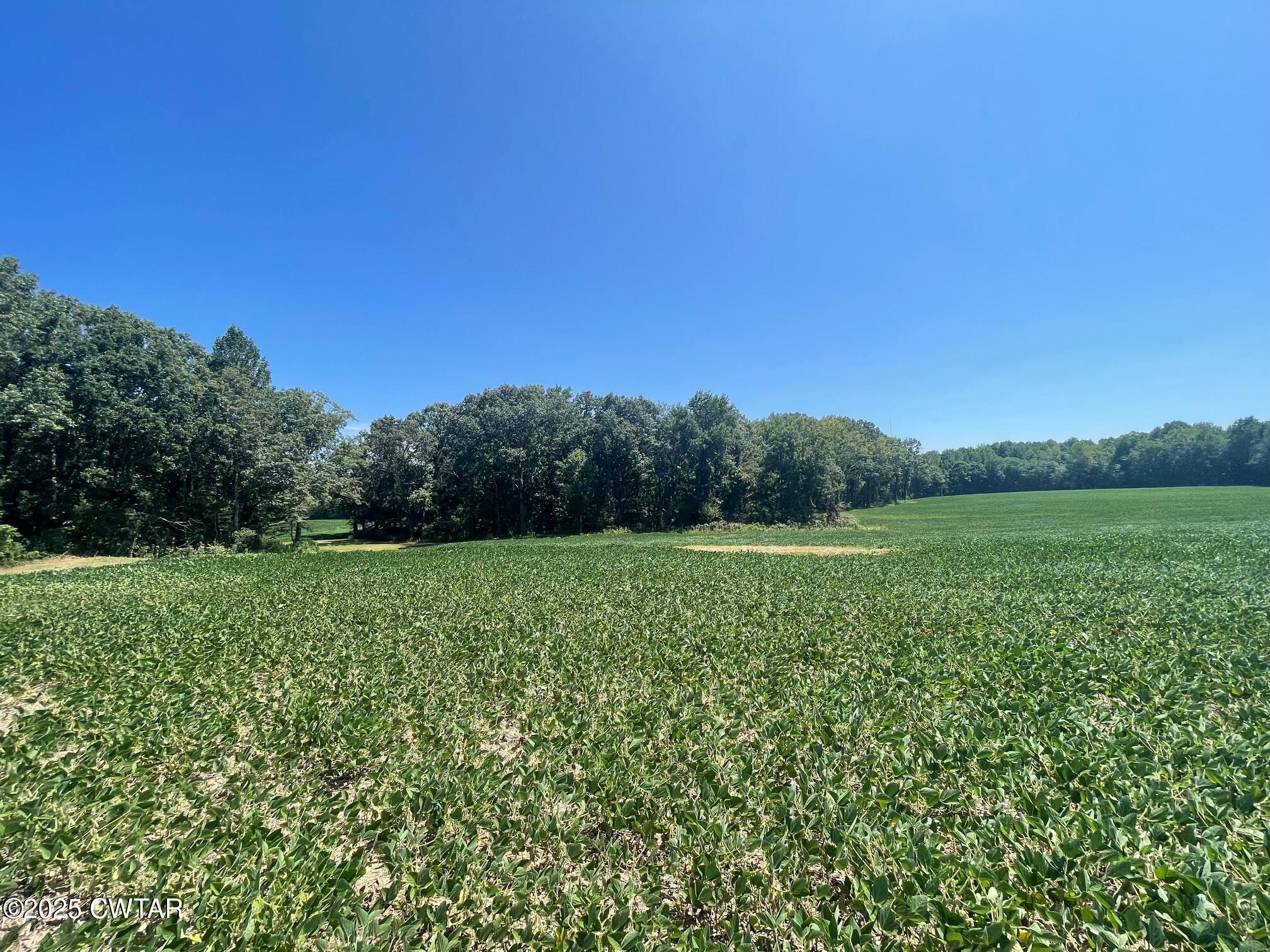 0 Cotton Grove Road Jackson, TN 38305 - Photo 6 of 26 a view of a lush green space