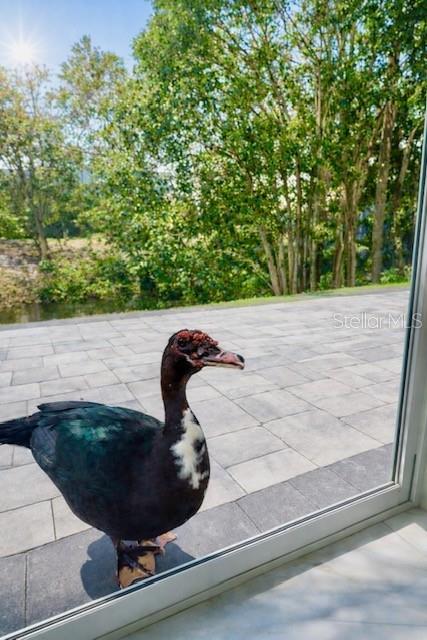 3149 Homasassa Road Sarasota, FL 34239 - Photo 53 of 62 a view of a swimming pool from a window