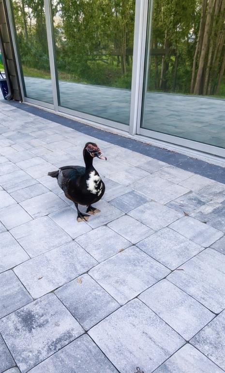 3149 Homasassa Road Sarasota, FL 34239 - Photo 55 of 62 a backyard of a house with lots of green space and outdoor seating