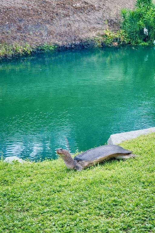 3149 Homasassa Road Sarasota, FL 34239 - Photo 56 of 62 a view of a lake from a yard