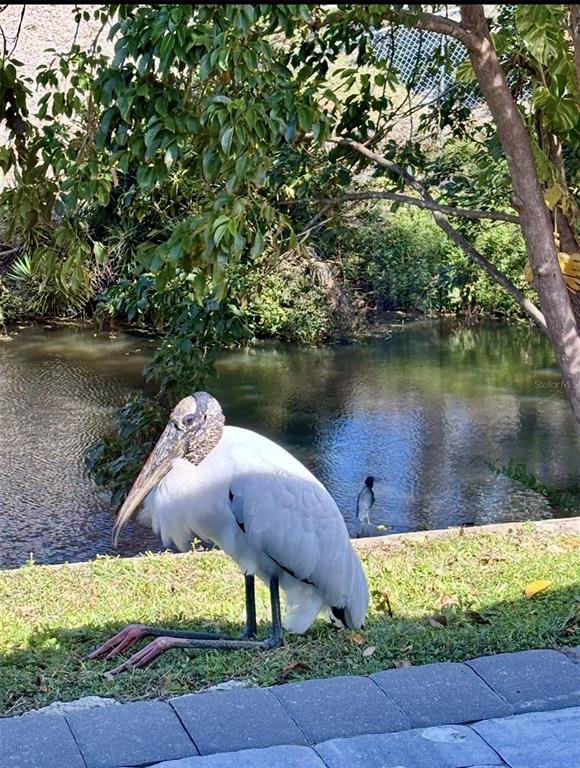 3149 Homasassa Road Sarasota, FL 34239 - Photo 60 of 62 a lake view with a wooden fence and large trees