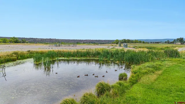 a view of a lake in middle of forest